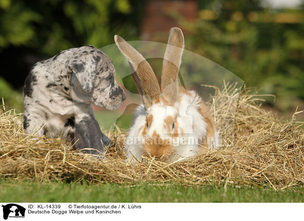 Deutsche Dogge Welpe und Kaninchen / Great Dane Puppy and rabbit / KL-14339
