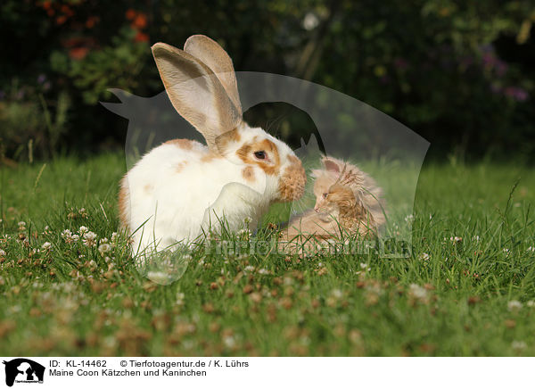 Maine Coon Ktzchen und Kaninchen / KL-14462
