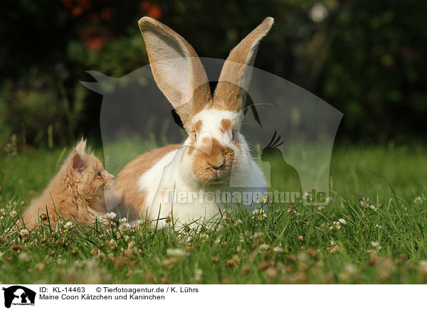Maine Coon Ktzchen und Kaninchen / KL-14463