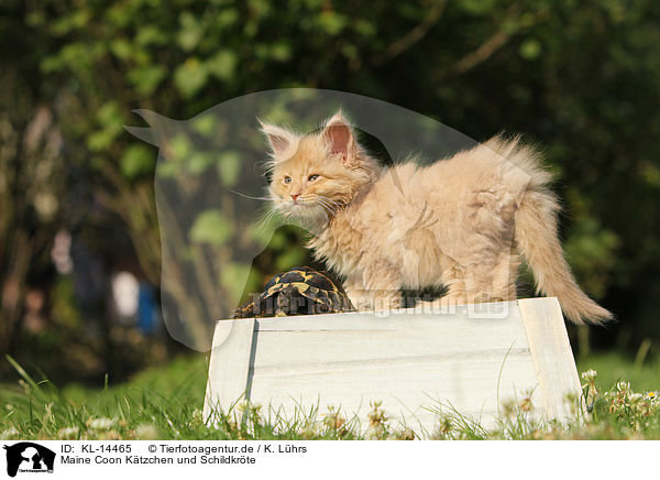 Maine Coon Ktzchen und Schildkrte / Maine Coon Kitten / KL-14465