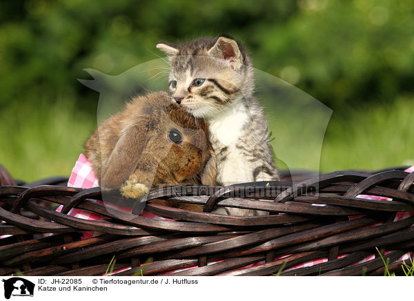 Katze und Kaninchen / JH-22085