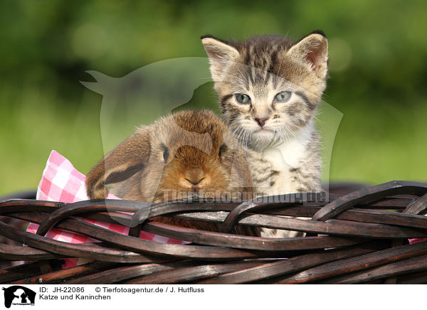 Katze und Kaninchen / JH-22086