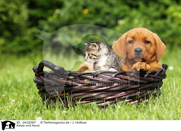 Katze und Hund / JH-22087