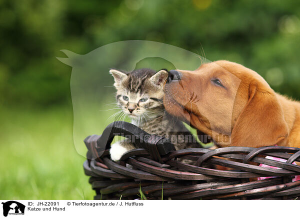 Katze und Hund / JH-22091