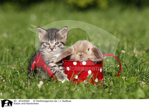 Katze und Kaninchen / cat and rabbit / JH-22092