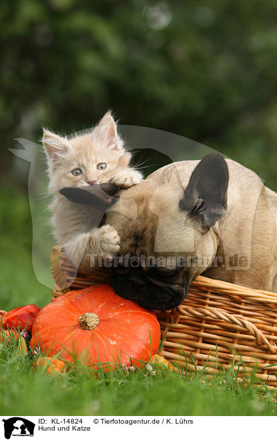 Hund und Katze / KL-14824