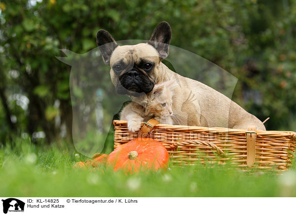 Hund und Katze / dog and cat / KL-14825