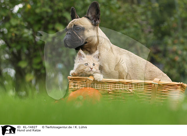 Hund und Katze / dog and cat / KL-14827