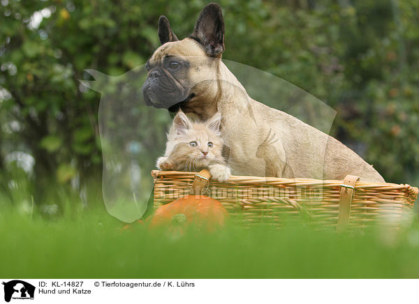 Hund und Katze / KL-14827