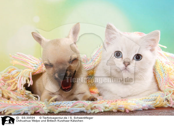 Chihuahua Welpe und Britisch Kurzhaar Ktzchen / Chihuahua Puppy and British Shorthair Kitten / SS-39594