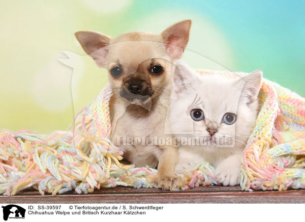Chihuahua Welpe und Britisch Kurzhaar Ktzchen / Chihuahua Puppy and British Shorthair Kitten / SS-39597