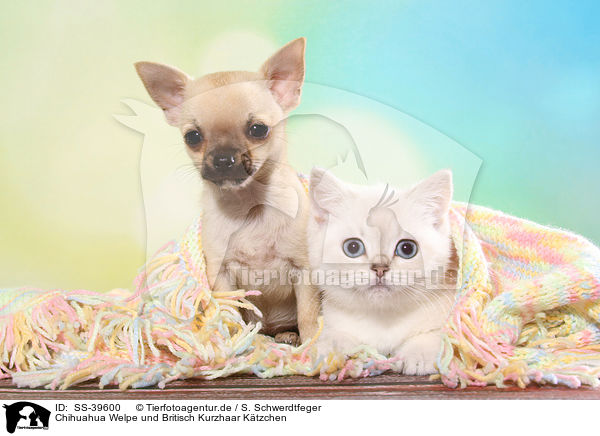 Chihuahua Welpe und Britisch Kurzhaar Ktzchen / Chihuahua Puppy and British Shorthair Kitten / SS-39600