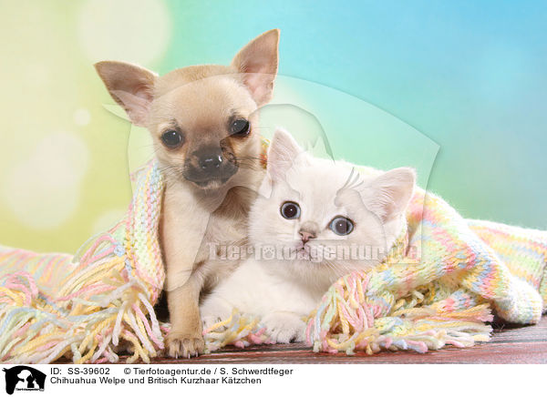 Chihuahua Welpe und Britisch Kurzhaar Ktzchen / SS-39602
