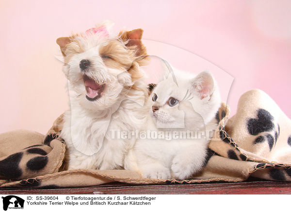 Yorkshire Terrier Welpe und Britisch Kurzhaar Ktzchen / Yorkshire Terrier Puppy and British Shorthair Kitten / SS-39604