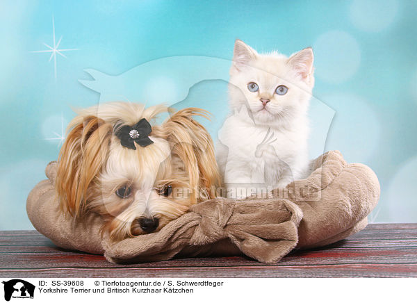 Yorkshire Terrier und Britisch Kurzhaar Ktzchen / Yorkshire Terrier and British Shorthair Kitten / SS-39608