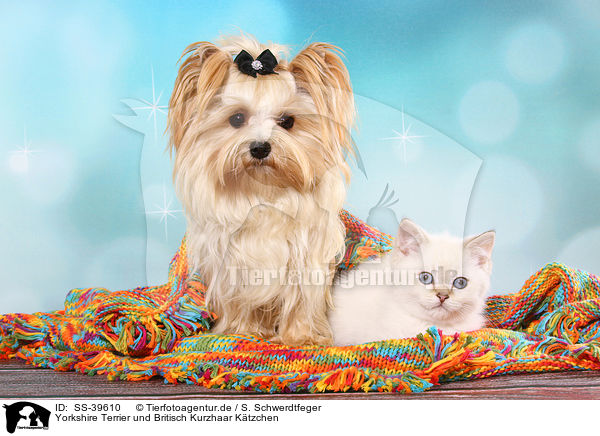 Yorkshire Terrier und Britisch Kurzhaar Ktzchen / SS-39610