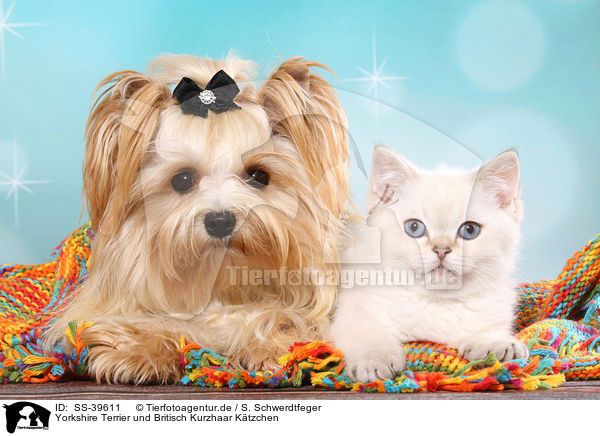 Yorkshire Terrier und Britisch Kurzhaar Ktzchen / SS-39611
