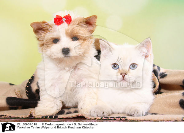 Yorkshire Terrier Welpe und Britisch Kurzhaar Ktzchen / Yorkshire Terrier Puppy and British Shorthair Kitten / SS-39618