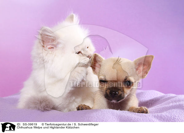Chihuahua Welpe und Highlander Ktzchen / Chihuahua Puppy and Highlander Kitten / SS-39619
