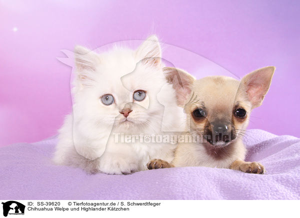 Chihuahua Welpe und Highlander Ktzchen / Chihuahua Puppy and Highlander Kitten / SS-39620