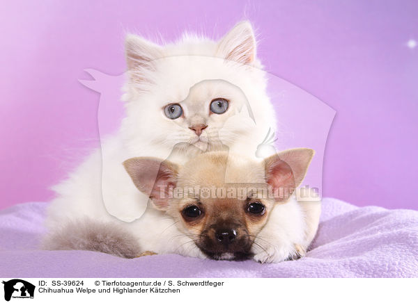 Chihuahua Welpe und Highlander Ktzchen / Chihuahua Puppy and Highlander Kitten / SS-39624