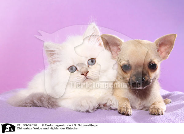 Chihuahua Welpe und Highlander Ktzchen / Chihuahua Puppy and Highlander Kitten / SS-39626