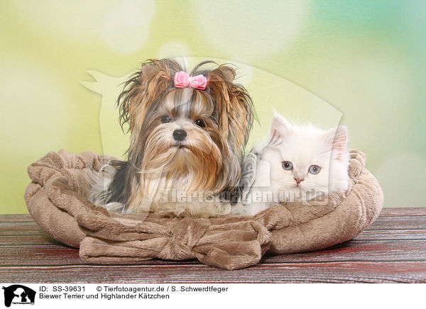 Biewer Terrier und Highlander Ktzchen / Biewer Terrier and Highlander Kitten / SS-39631