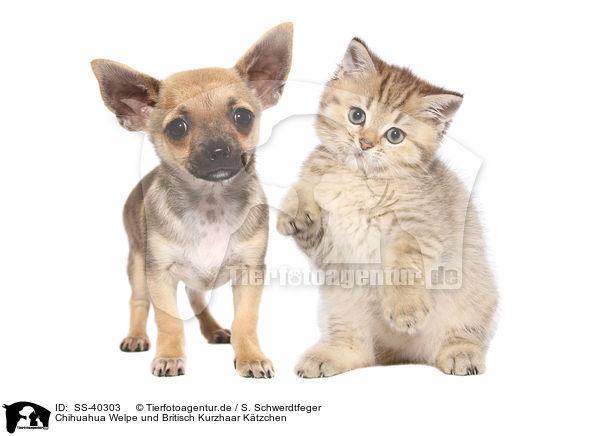 Chihuahua Welpe und Britisch Kurzhaar Ktzchen / SS-40303