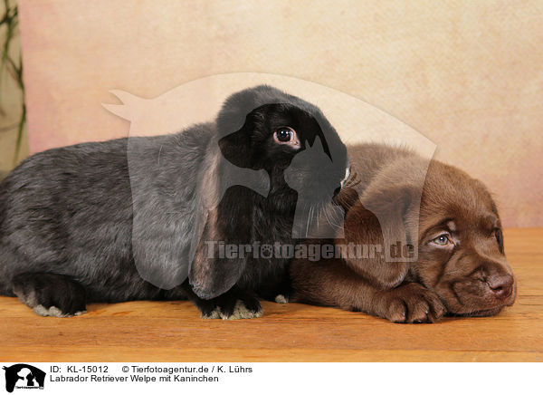 Labrador Retriever Welpe mit Kaninchen / Labrador Retriever Puppy with rabbit / KL-15012