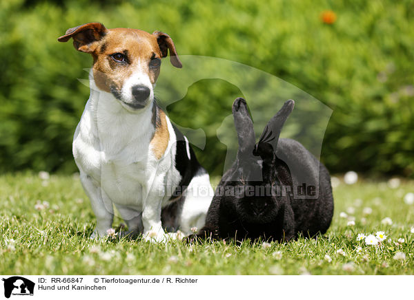 Hund und Kaninchen / RR-66847