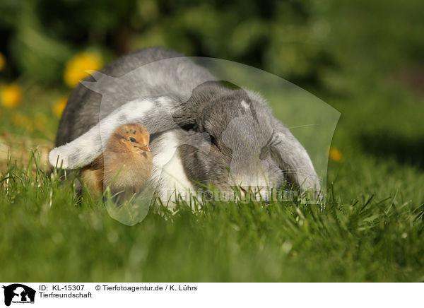 Tierfreundschaft / KL-15307