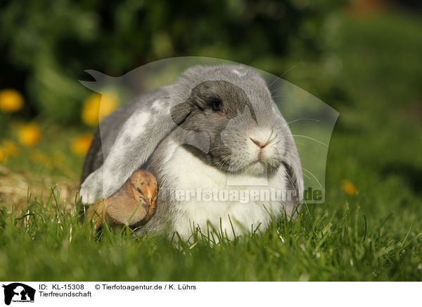 Tierfreundschaft / animal friends / KL-15308