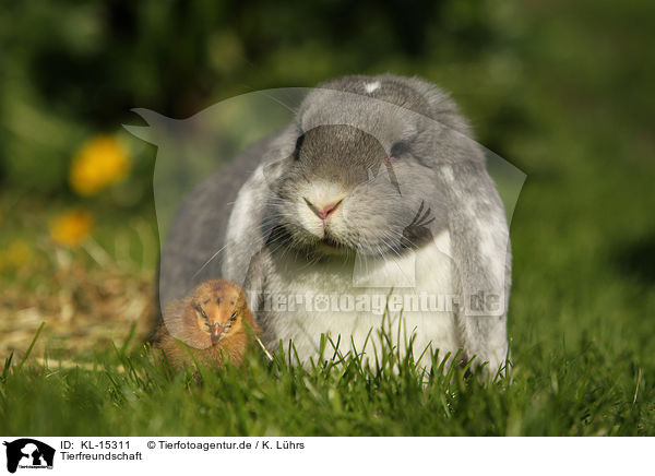 Tierfreundschaft / animal friends / KL-15311