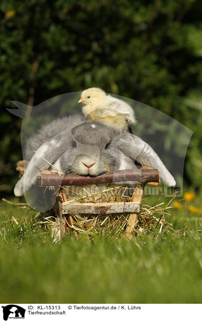 Tierfreundschaft / KL-15313
