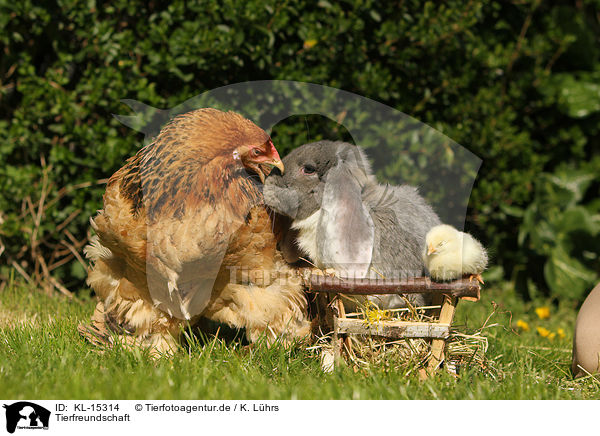 Tierfreundschaft / animal friends / KL-15314