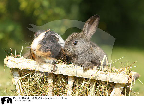 Tierfreundschaft / animal friends / KL-15345