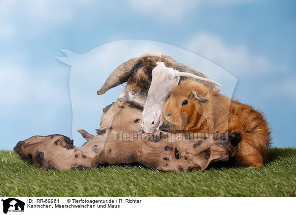 Kaninchen, Meerschweinchen und Maus / rabbit, guinea pig and mouse / RR-69961