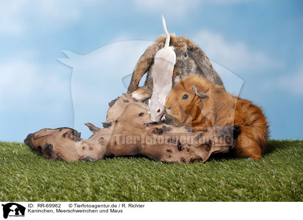 Kaninchen, Meerschweinchen und Maus / rabbit, guinea pig and mouse / RR-69962