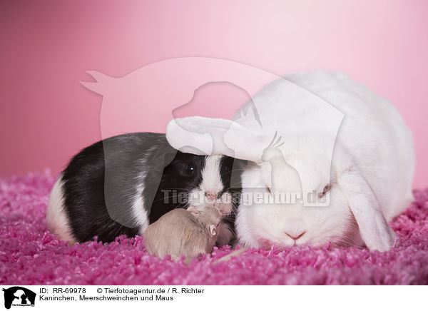 Kaninchen, Meerschweinchen und Maus / rabbit, guinea pig and mouse / RR-69978
