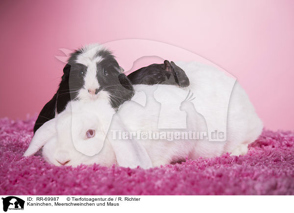 Kaninchen, Meerschweinchen und Maus / rabbit, guinea pig and mouse / RR-69987