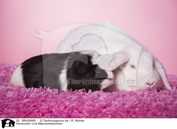 Kaninchen und Meerschweinchen / rabbit and guinea pig / RR-69989