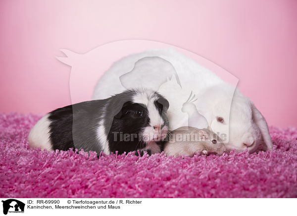 Kaninchen, Meerschweinchen und Maus / rabbit, guinea pig and mouse / RR-69990