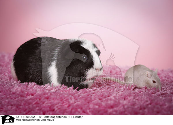 Meerschweinchen und Maus / guinea pig and mouse / RR-69992