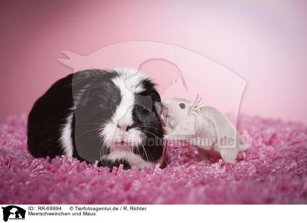 Meerschweinchen und Maus / guinea pig and mouse / RR-69994