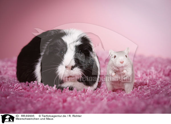 Meerschweinchen und Maus / guinea pig and mouse / RR-69995