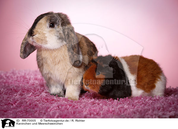 Kaninchen und Meerschweinchen / rabbit and guinea pig / RR-70005