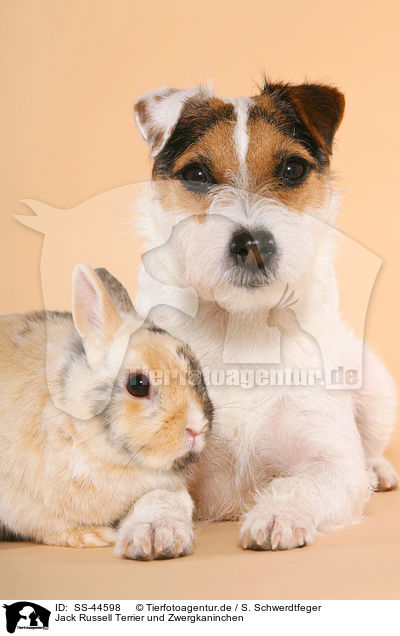 Jack Russell Terrier und Zwergkaninchen / SS-44598