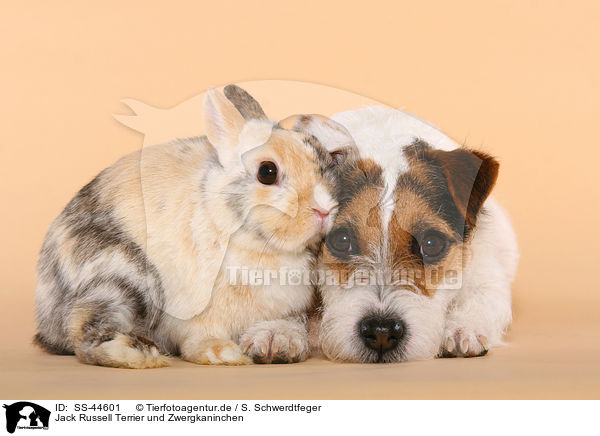 Parson Russell Terrier und Zwergkaninchen / Parson Russell Terrier and dwarf rabbit / SS-44601