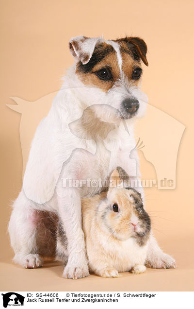 Jack Russell Terrier und Zwergkaninchen / SS-44606