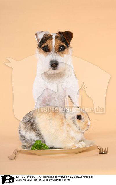 Parson Russell Terrier und Zwergkaninchen / Parson Russell Terrier and dwarf rabbit / SS-44610